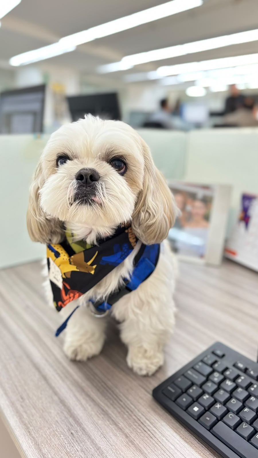 Freshly groomed dog wearing a colorful bandana