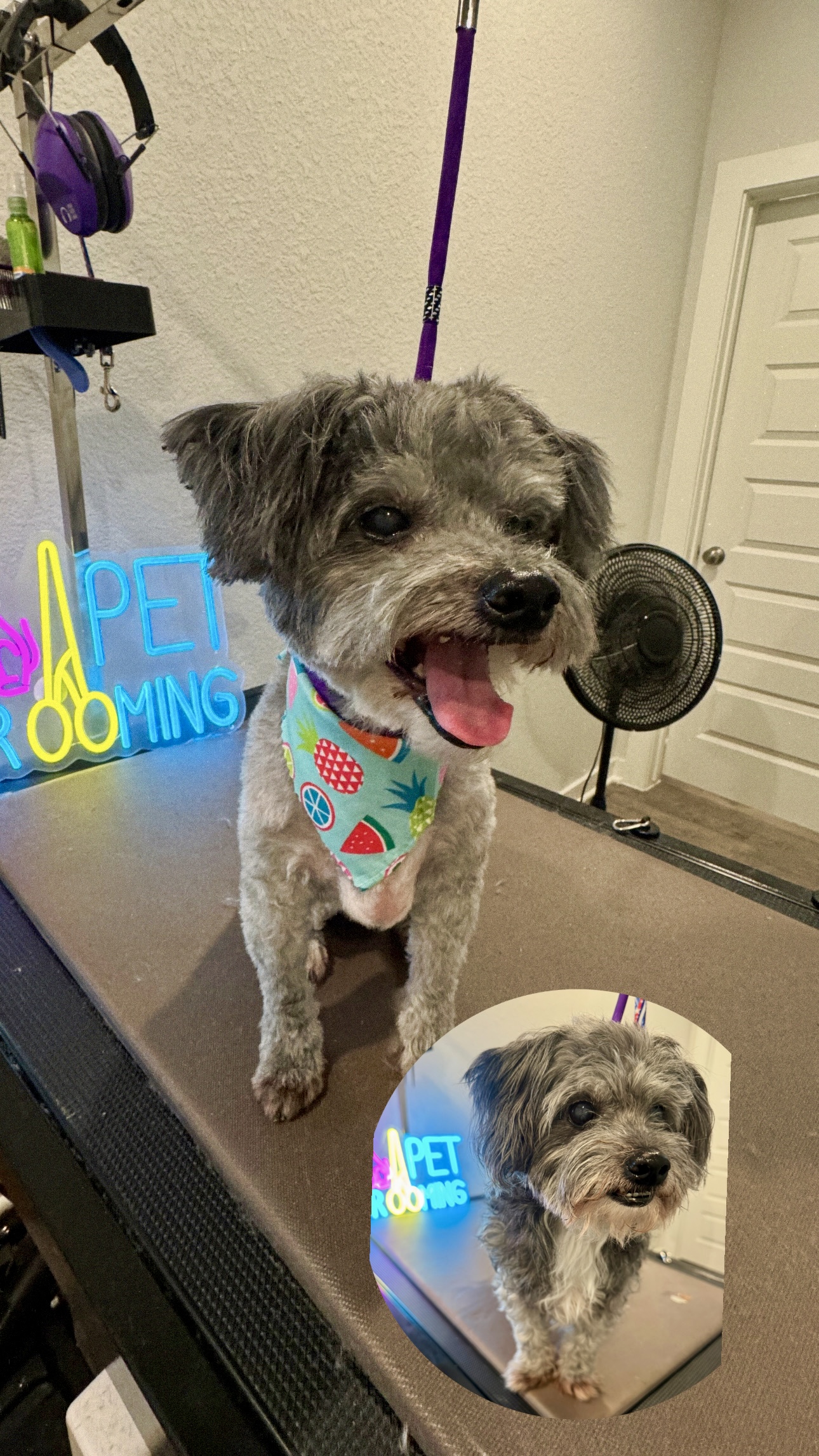 Happy freshly groomed dog wearing a colorful bandana