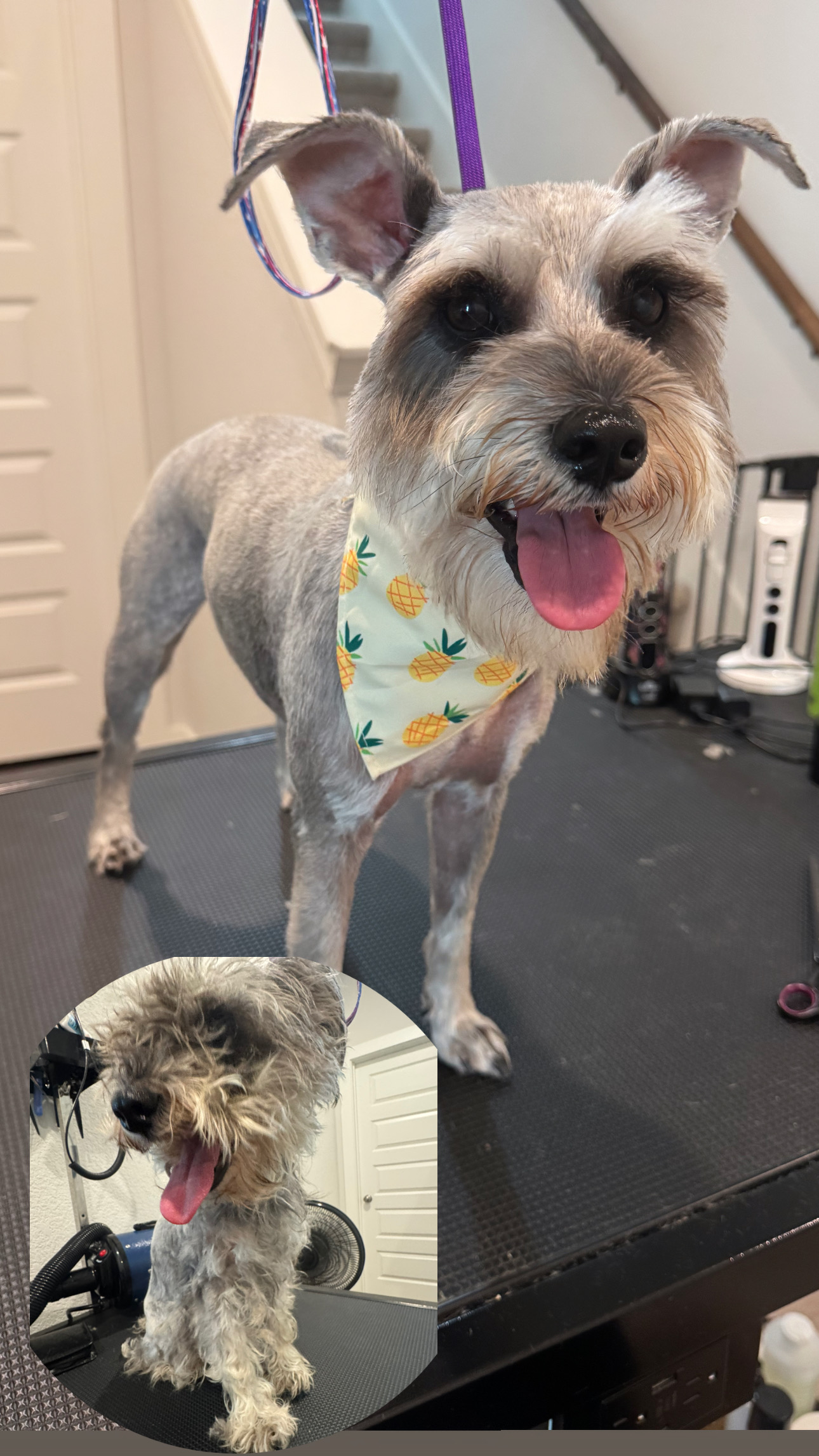 Grooming client showing off a fresh new look