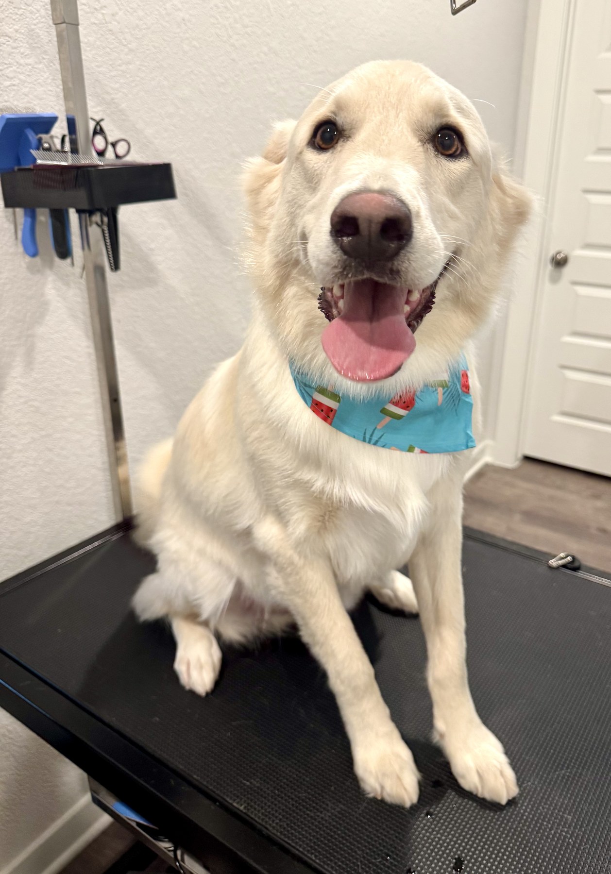 Freshly groomed dog at the salon