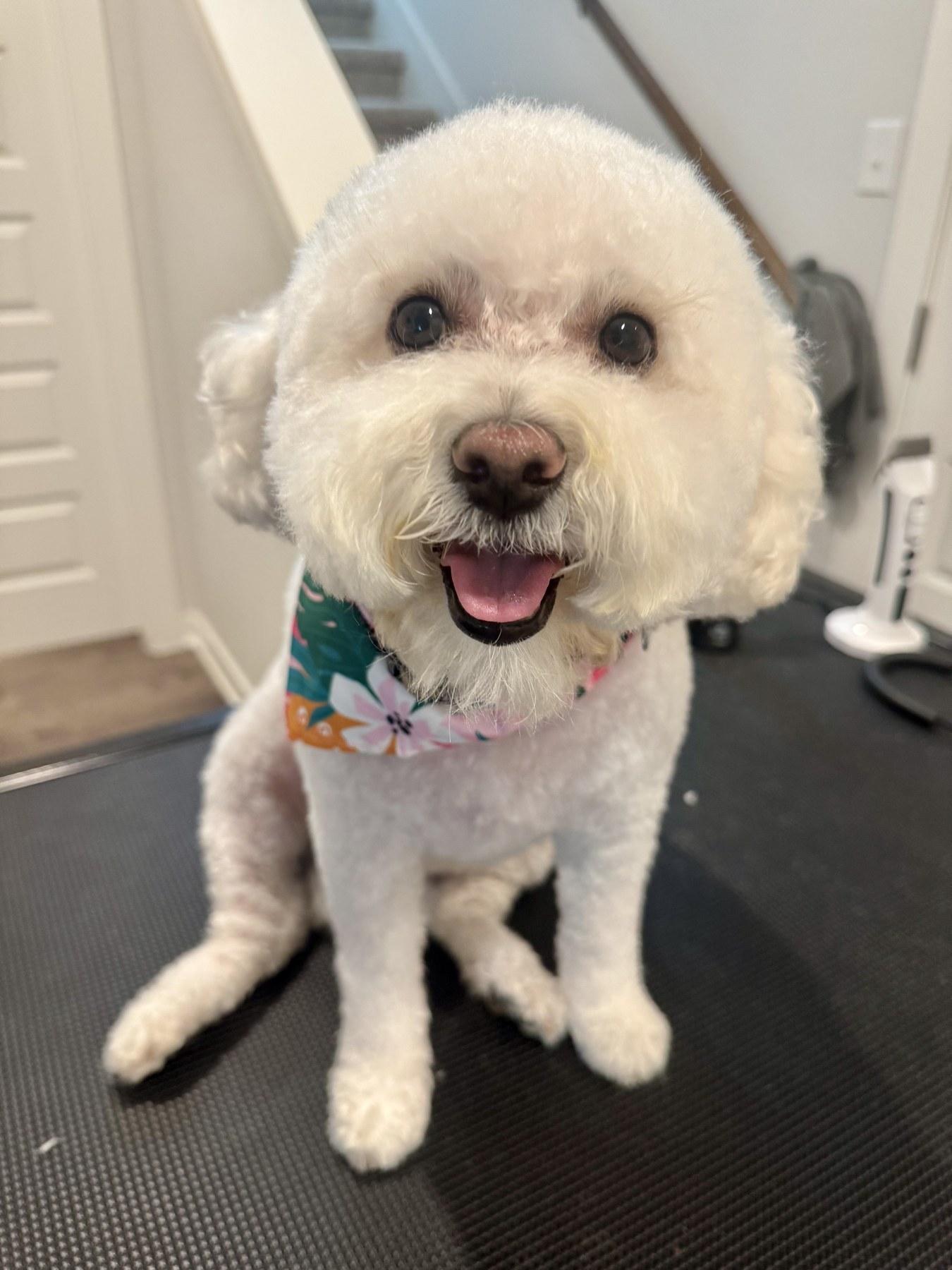Pet groomed with care at Salvatore Pet Grooming Salon