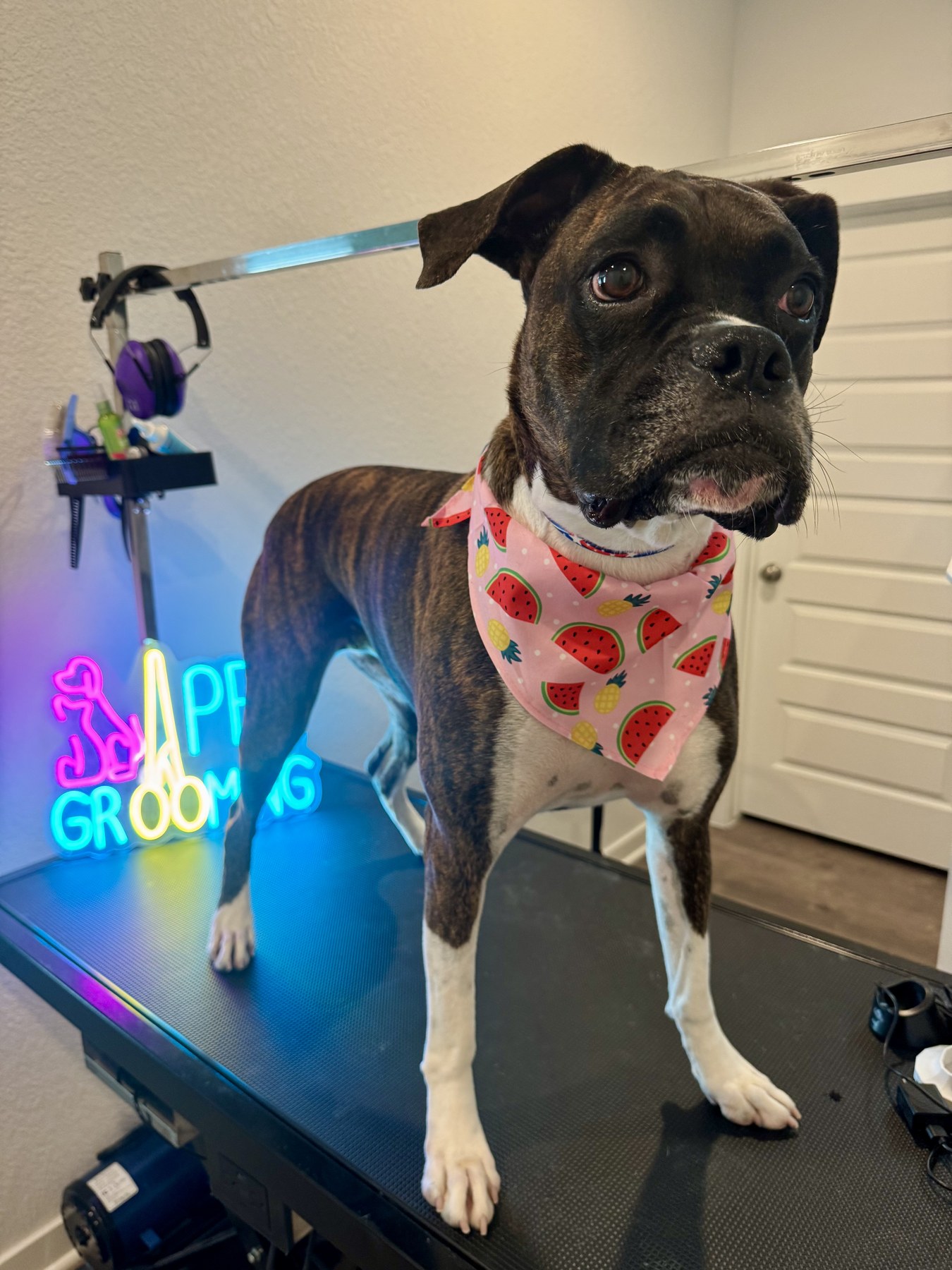 Freshly groomed pet at Salvatore Pet Grooming Salon