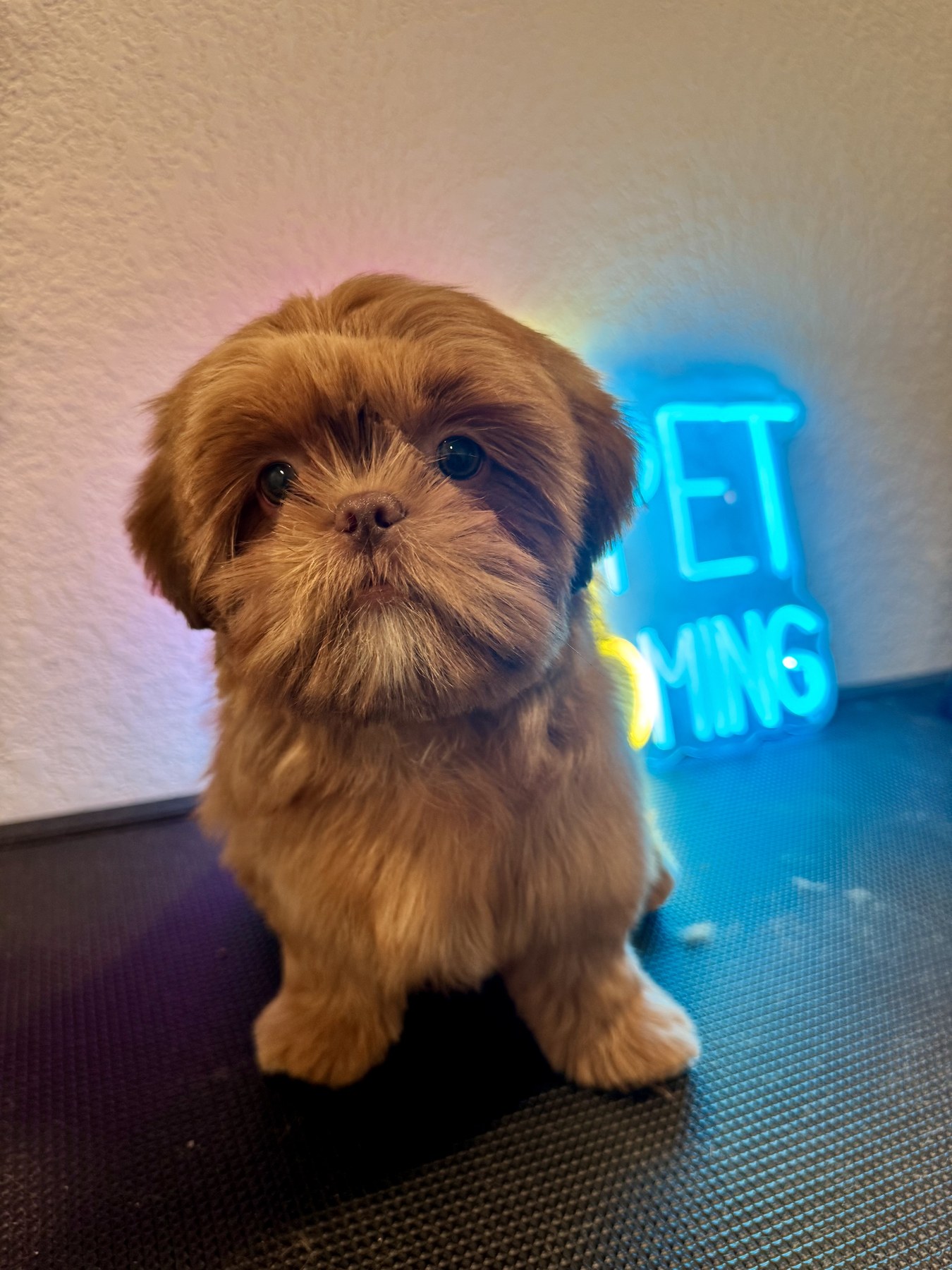 Freshly groomed puppy at Salvatore Pet Grooming Salon