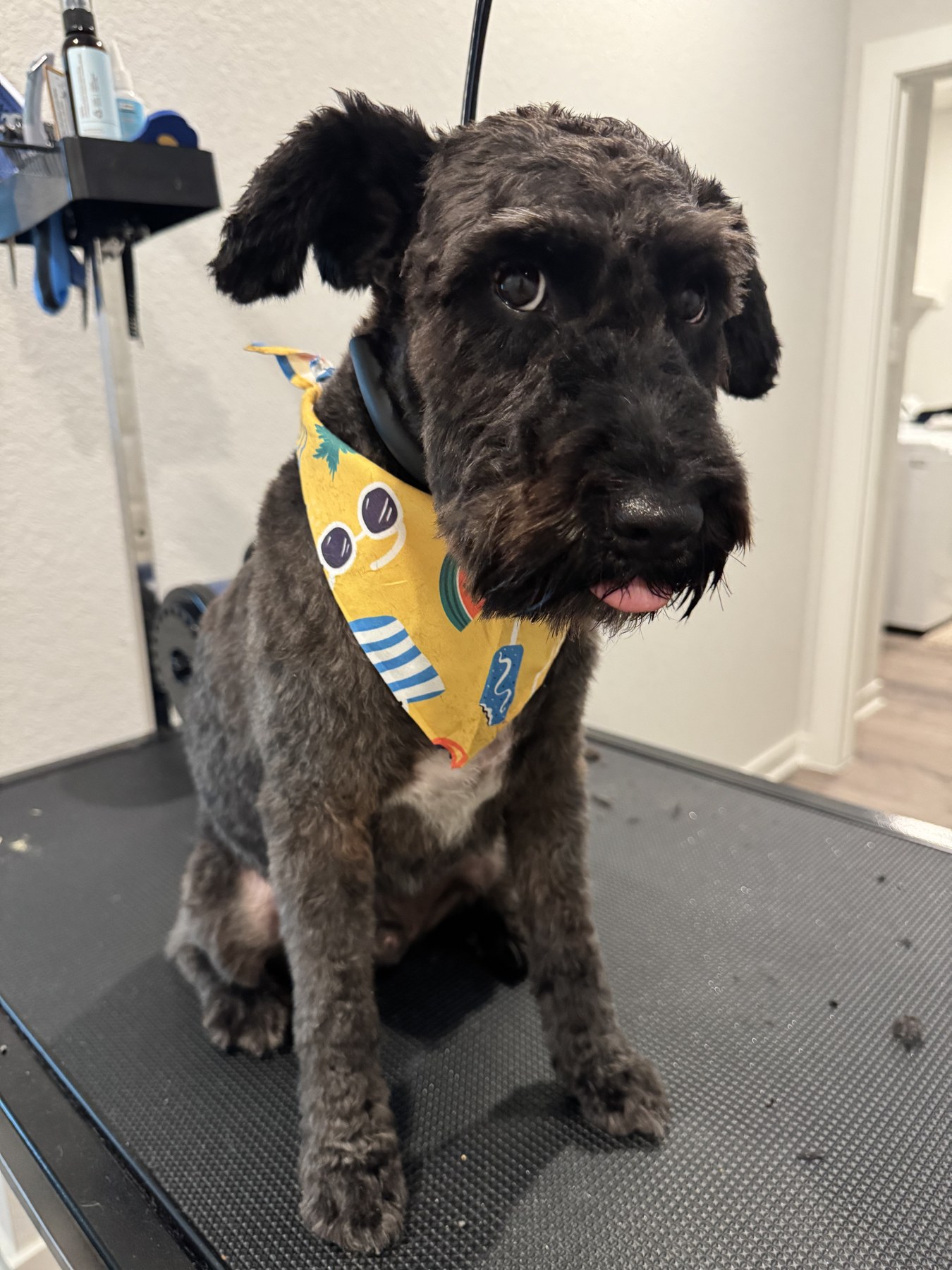 Salvador, the inspiration behind Salvatore Pet Grooming Salon