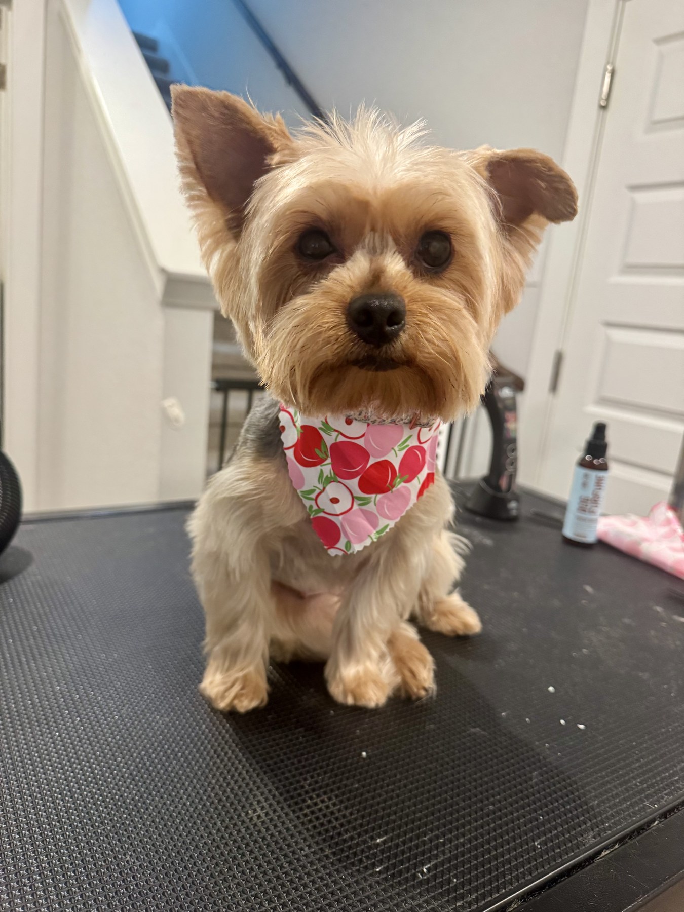 Salvatore grooming client posing for a photo