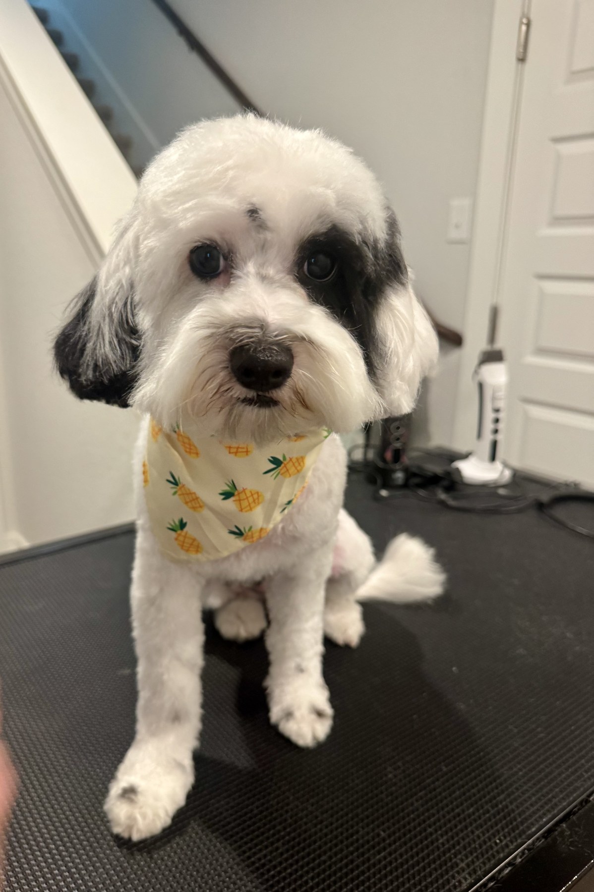 Freshly groomed pet posing after an appointment